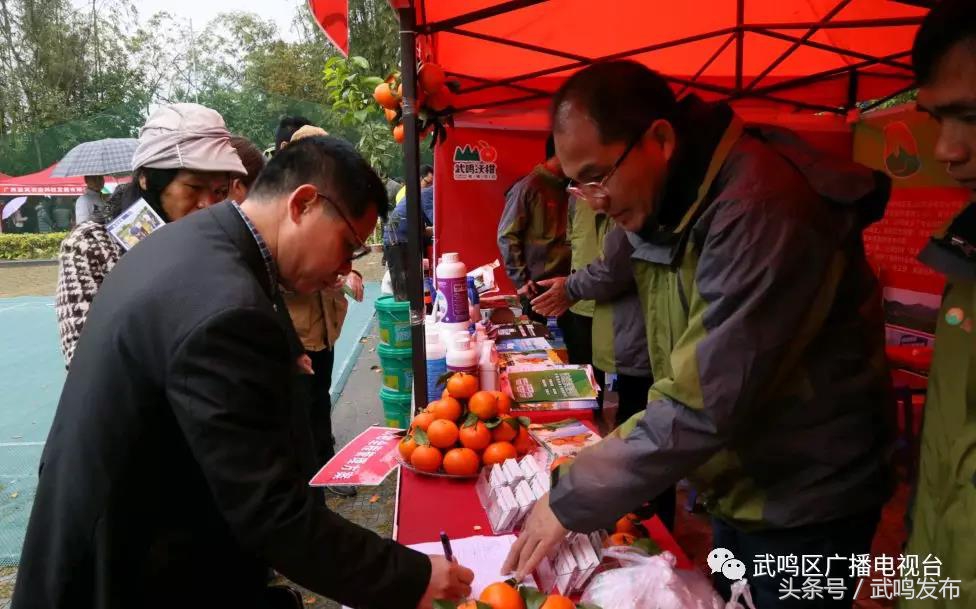 武鸣沃柑开园上市,武鸣沃柑2024发布现场