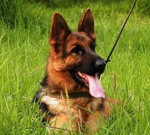 灞炵嫍鐨刵ba鐞冩槦,灞炵嫍鐨刵ba宸ㄦ槦