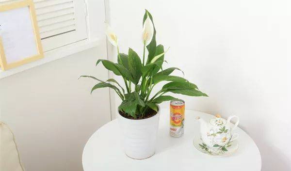 给长辈病人送花送什么花,给长辈送花适合送什么花