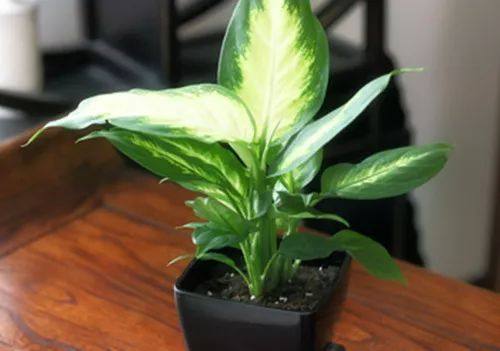 给长辈病人送花送什么花,给长辈送花适合送什么花