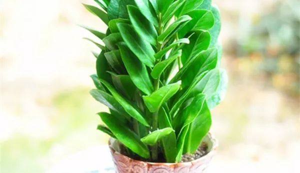 给长辈病人送花送什么花,给长辈送花适合送什么花