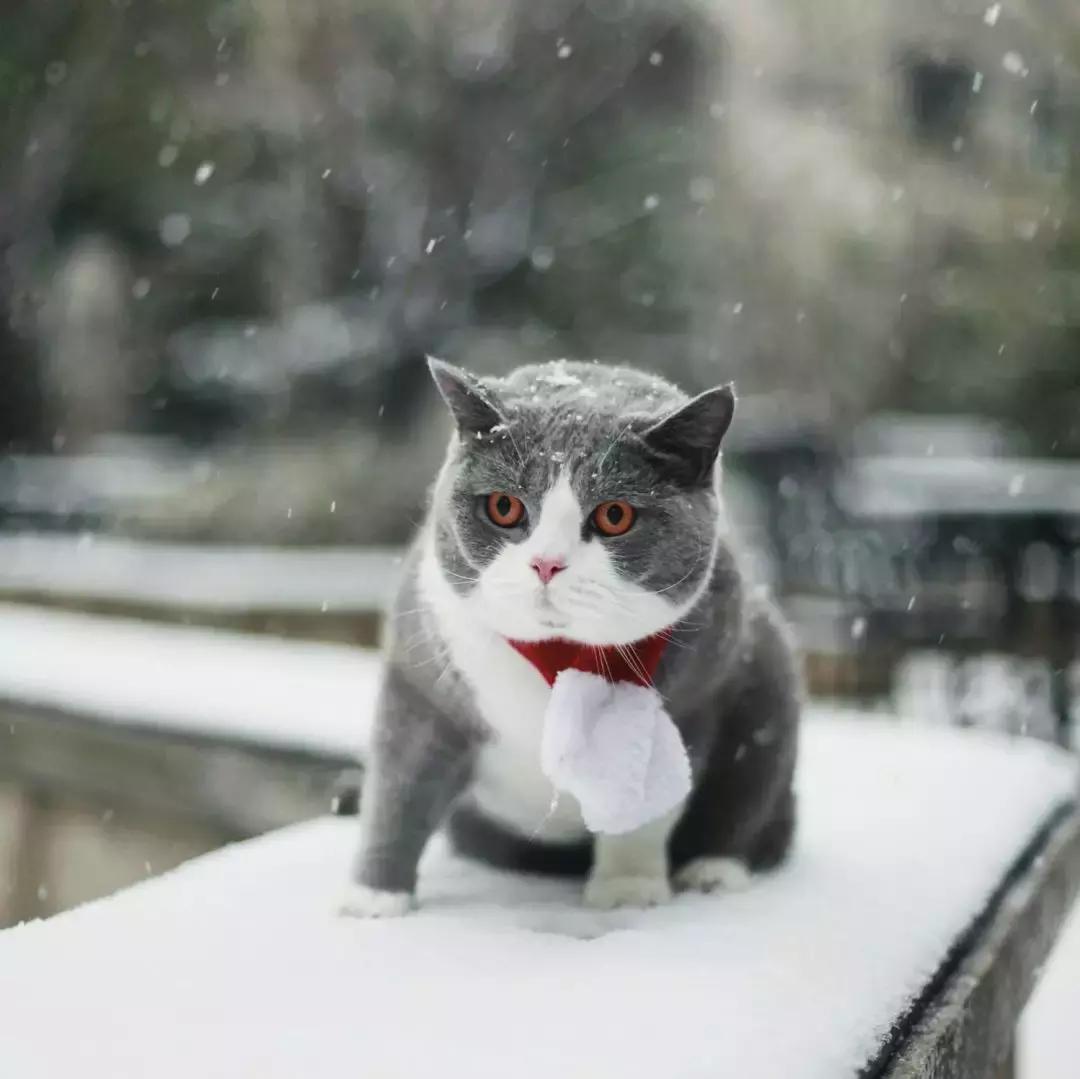 狗和猫的不同点有哪些,狗和猫在雪中的脚印有什么区别