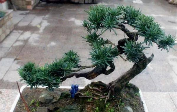 给长辈病人送花送什么花,给长辈送花适合送什么花