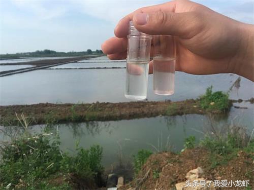 养虾的基本知识要怎么养,养虾的全过程基本知识