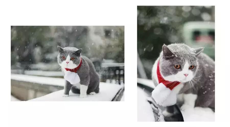 狗和猫的不同点有哪些,狗和猫在雪中的脚印有什么区别