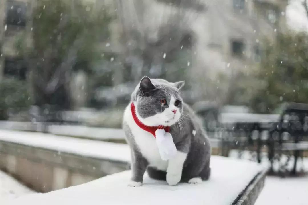 狗和猫的不同点有哪些,狗和猫在雪中的脚印有什么区别