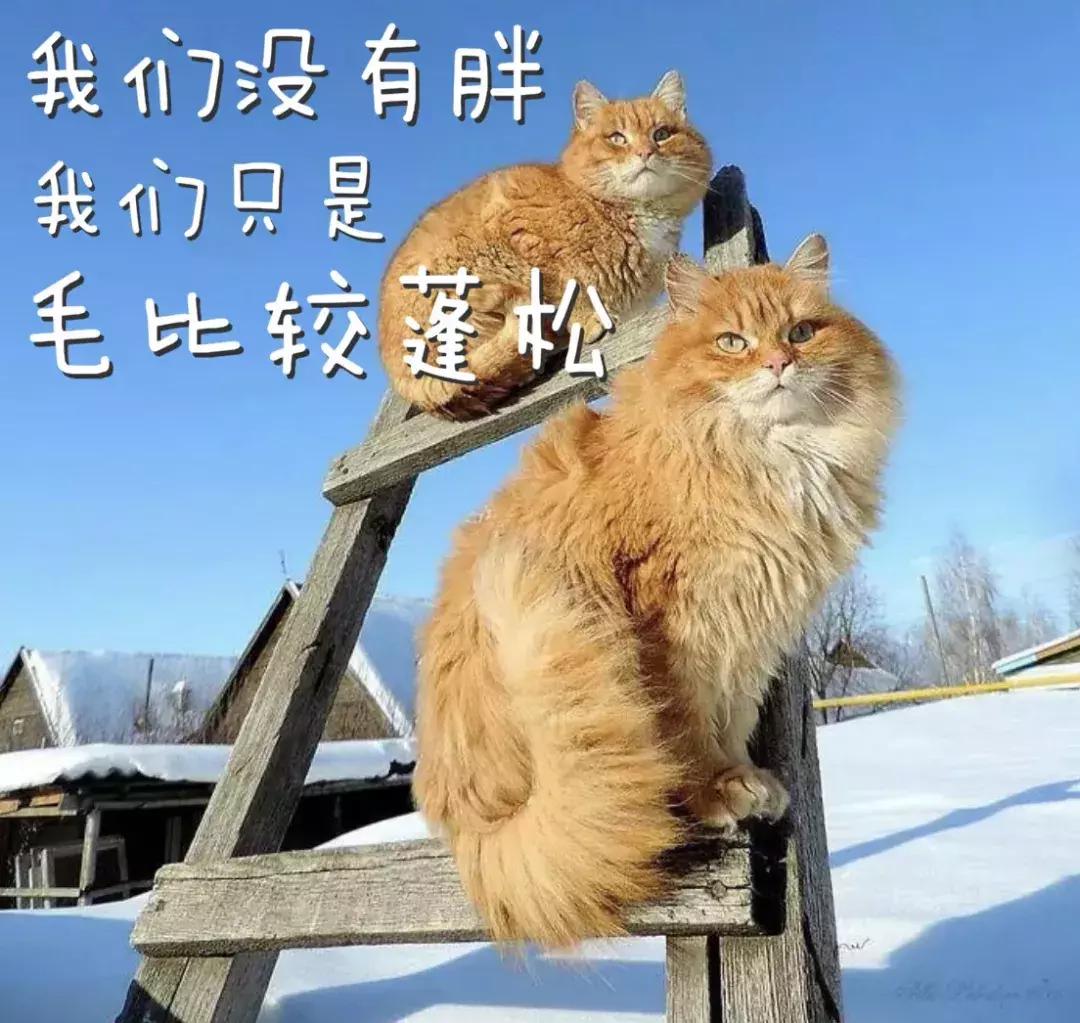 狗和猫的不同点有哪些,狗和猫在雪中的脚印有什么区别