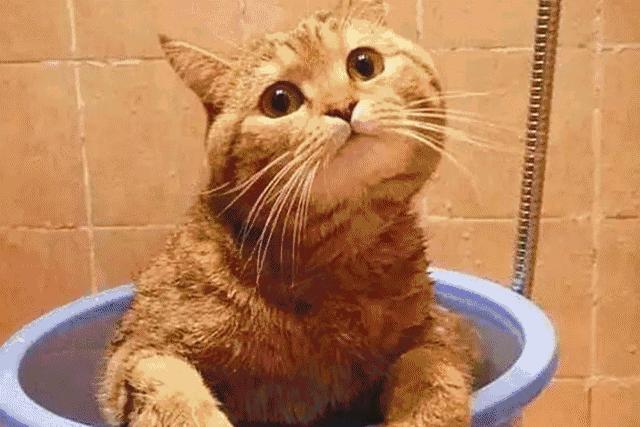 甬城全城“通缉”日料+猫咪控：免费送秋刀鱼，速来！