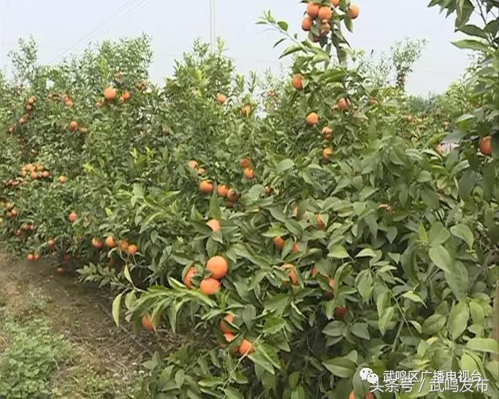 武鸣沃柑开园上市,武鸣沃柑2024发布现场