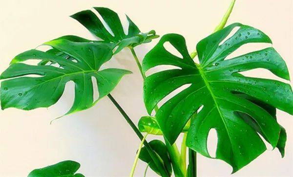 给长辈病人送花送什么花,给长辈送花适合送什么花