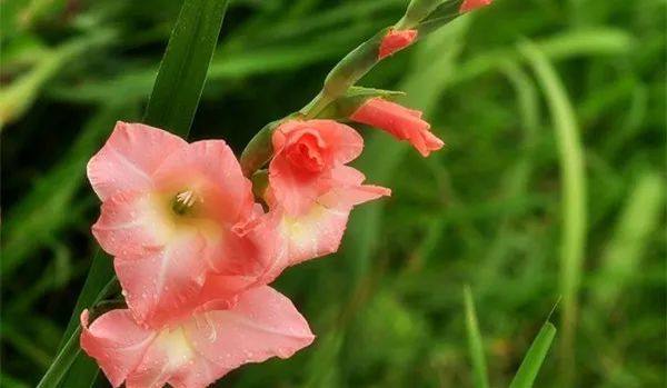 给长辈病人送花送什么花,给长辈送花适合送什么花