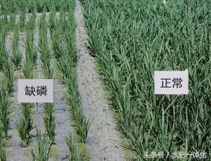 农作物生长发育所需的营养元素,作物生长必备元素的作用