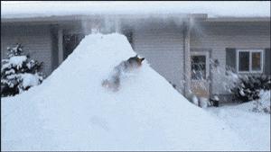 狗和猫的不同点有哪些,狗和猫在雪中的脚印有什么区别