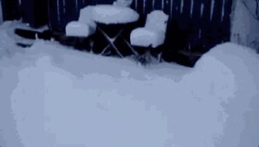 狗和猫的不同点有哪些,狗和猫在雪中的脚印有什么区别