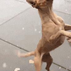 狗和猫的不同点有哪些,狗和猫在雪中的脚印有什么区别