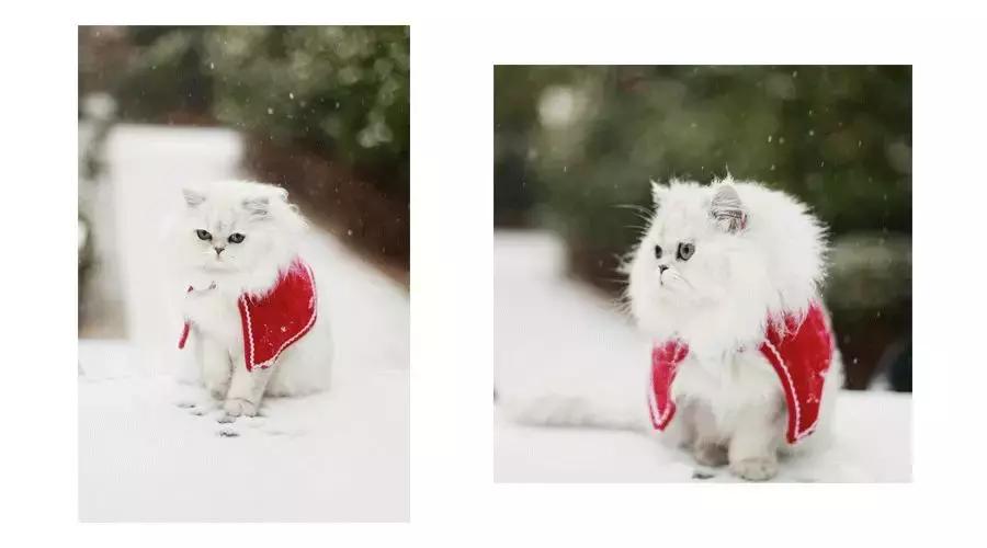 狗和猫的不同点有哪些,狗和猫在雪中的脚印有什么区别