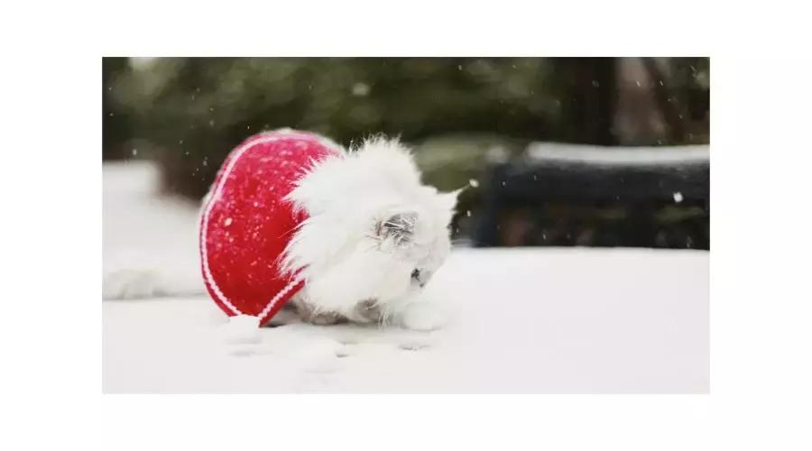 狗和猫的不同点有哪些,狗和猫在雪中的脚印有什么区别