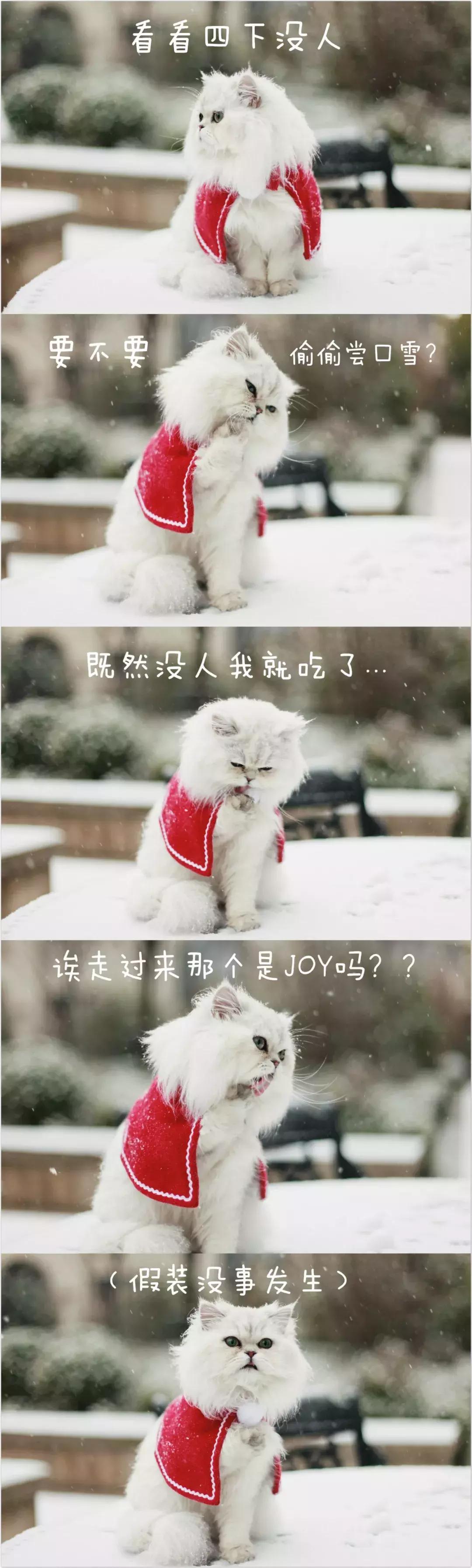 狗和猫的不同点有哪些,狗和猫在雪中的脚印有什么区别
