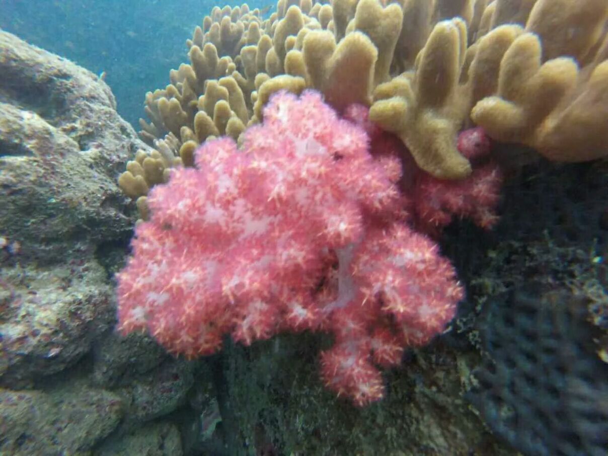 潜水海南三亚,三亚潜水的最佳时间