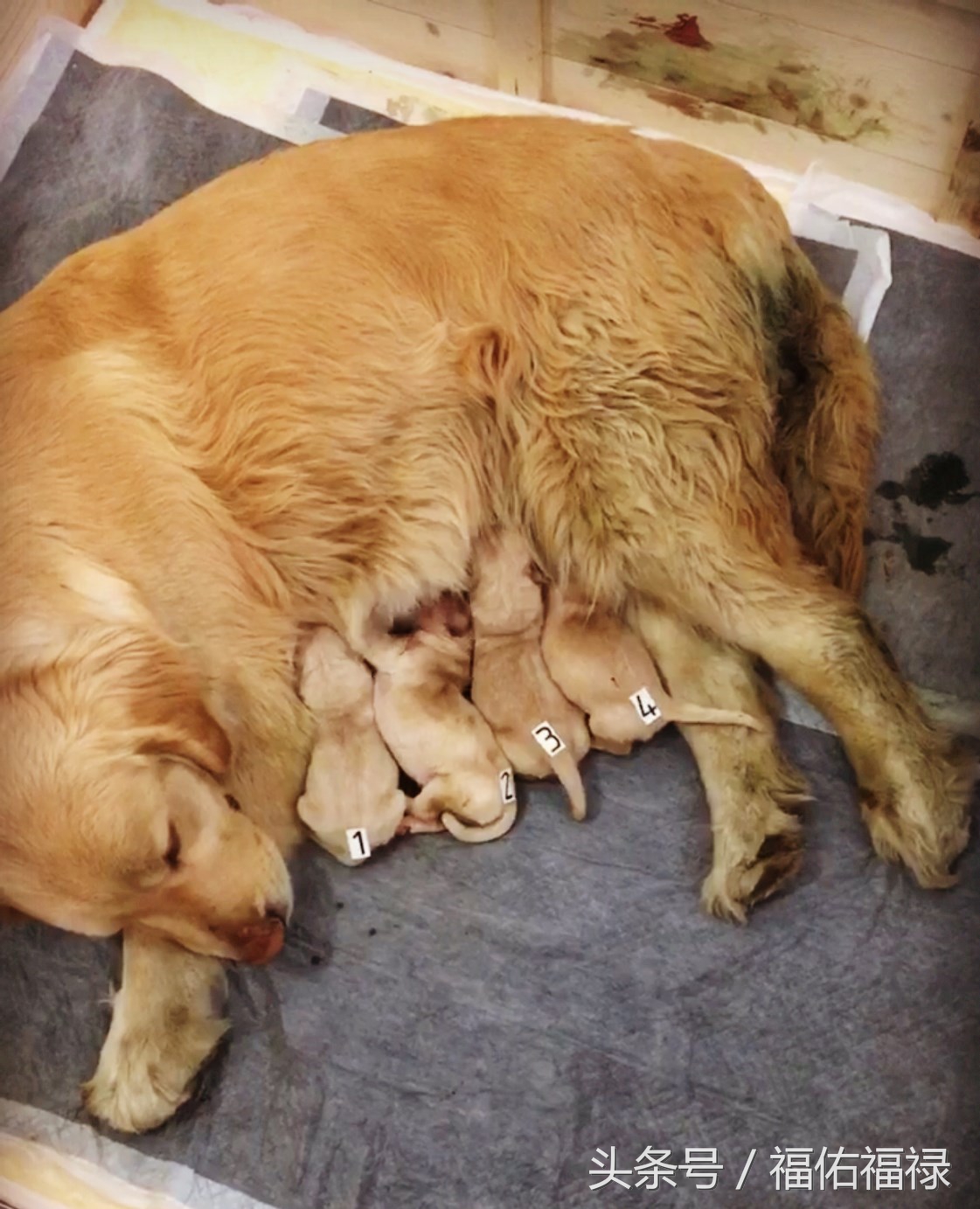 母狗生产后用什么药,母狗生产完的关注事项