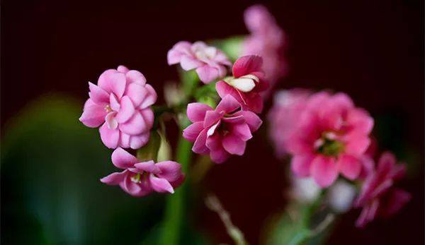 给长辈病人送花送什么花,给长辈送花适合送什么花