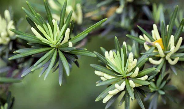 给长辈病人送花送什么花,给长辈送花适合送什么花