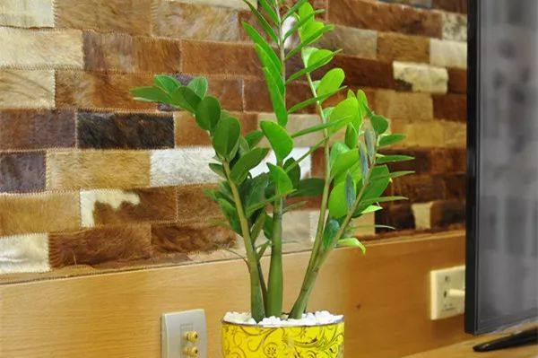 给长辈病人送花送什么花,给长辈送花适合送什么花