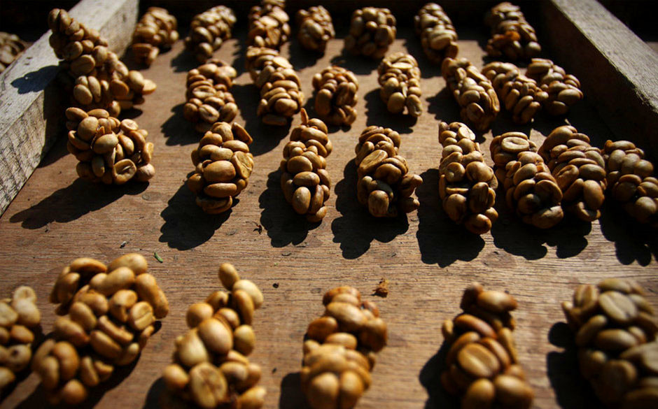 象屎咖啡的价目表,象屎多少钱一斤