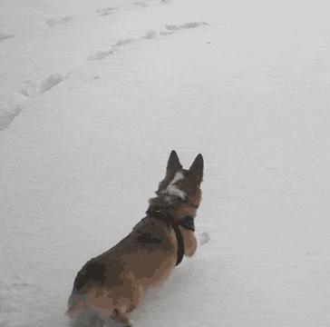 狗和猫的不同点有哪些,狗和猫在雪中的脚印有什么区别