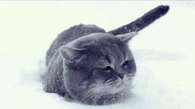 狗和猫的不同点有哪些,狗和猫在雪中的脚印有什么区别