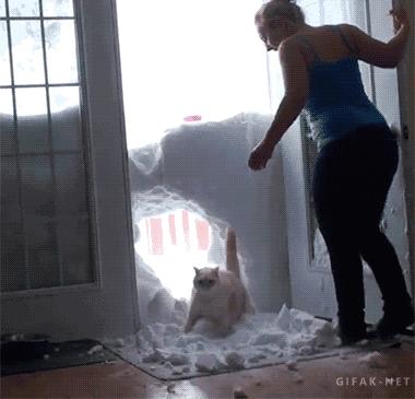 狗和猫的不同点有哪些,狗和猫在雪中的脚印有什么区别