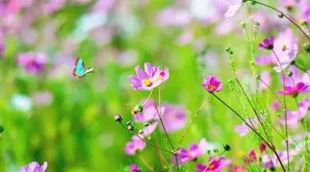 新人教版｜一个寒假成学霸，七年级下所有重点词汇、短语以及句型