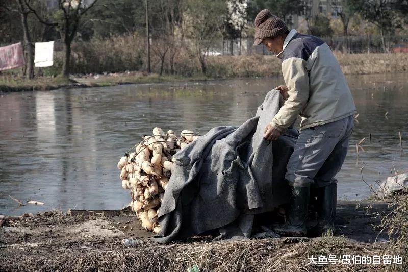苏北丰沛老家的美食——凉拌藕