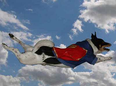 灞炵嫍鐨刵ba鐞冩槦,灞炵嫍鐨刵ba宸ㄦ槦