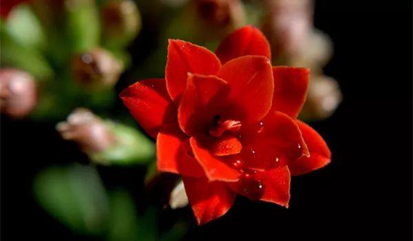 给长辈病人送花送什么花,给长辈送花适合送什么花