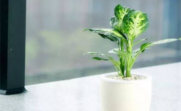 给长辈病人送花送什么花,给长辈送花适合送什么花