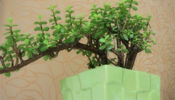 给长辈病人送花送什么花,给长辈送花适合送什么花