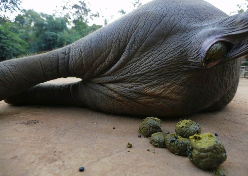 象屎咖啡的价目表,象屎多少钱一斤