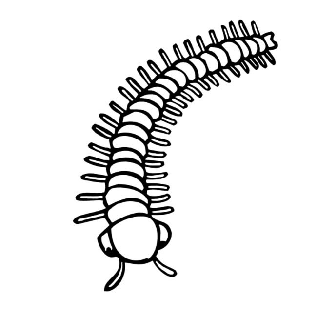 蜈蚣素材片段摘抄,写关于蜈蚣的诗