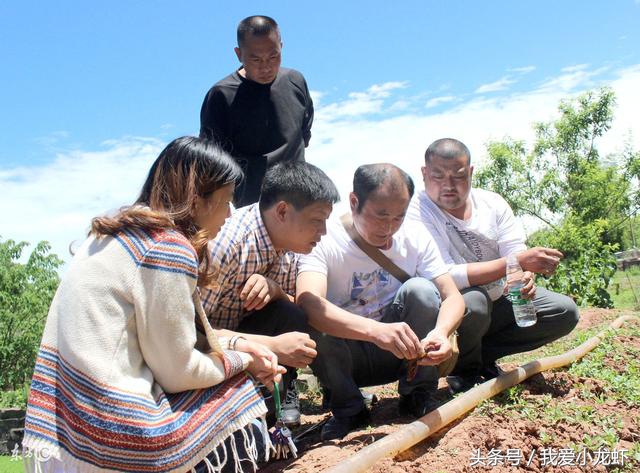 养虾的基本知识要怎么养,养虾的全过程基本知识