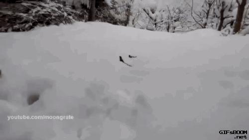 狗和猫的不同点有哪些,狗和猫在雪中的脚印有什么区别