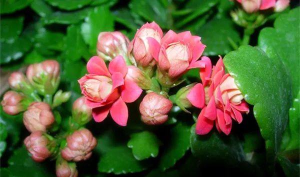 给长辈病人送花送什么花,给长辈送花适合送什么花