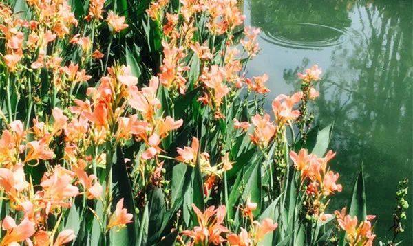 给长辈病人送花送什么花,给长辈送花适合送什么花