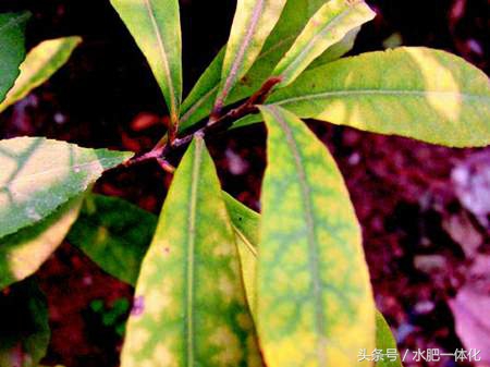 农作物生长发育所需的营养元素,作物生长必备元素的作用