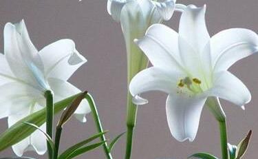 情人节999朵玫瑰大概多少钱临颍,情人节送白色玫瑰花的寓意