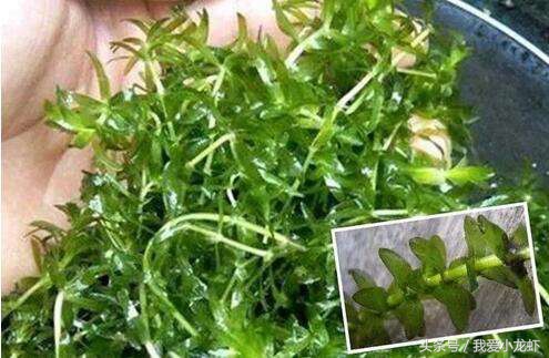 养虾的基本知识要怎么养,养虾的全过程基本知识