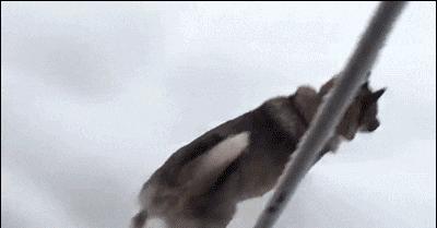 狗和猫的不同点有哪些,狗和猫在雪中的脚印有什么区别