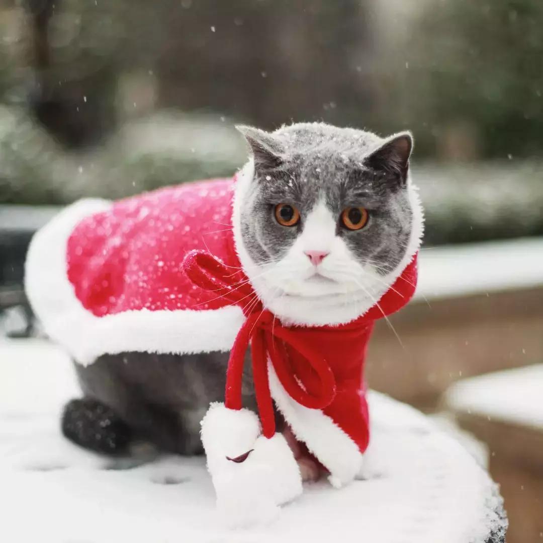 狗和猫的不同点有哪些,狗和猫在雪中的脚印有什么区别