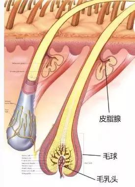 为什么用烟酰胺皮肤会变黄,烟酰胺原液用了会长毛吗