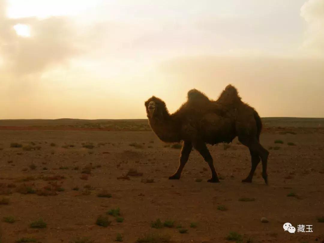 这几种颜色的玉你都认识吗,和田玉各种类型